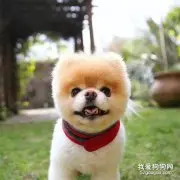 狗驱虫药过量处理方法