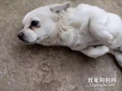 狗狗意外受伤时的急救处理