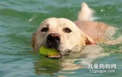 狗狗夏天游泳要注意什么？