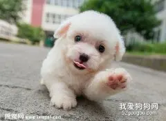 狗狗过敏性皮炎的症状 该用什么药?
