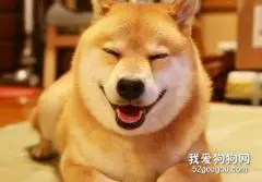 狗狗溢脂性皮炎的症状 该如何治疗?