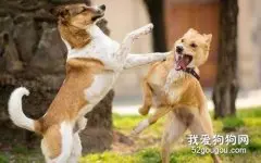 狗狗爱打架怎么回事 怎么纠正狗狗爱打架的问题