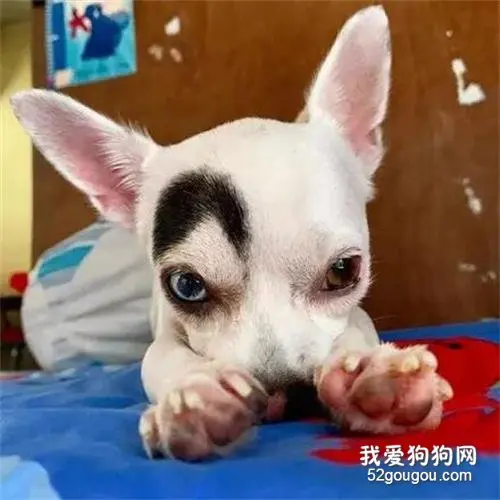 这只长得酷似二哈的小狗，它当初没人要，如今却成了大明星！