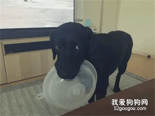 大黑狗一到饭点，它就叼着大脸盆跟主人讨吃的：主人给我装满！