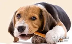 你不知道的四大犬类零食妙用