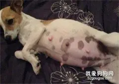 分娩期母犬的护理方法