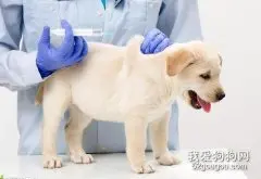 宠物狗打疫苗过敏怎么办？