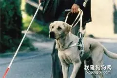 导盲犬一生的这几个阶段，你了解吗?
