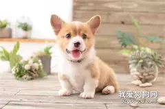 柴犬日常护理有哪些？