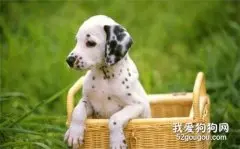 狗狗肛门红肿是咋回事 可能是有炎症