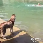 假装溺水以为二哈会营救，眼泪都准备好了，结果...