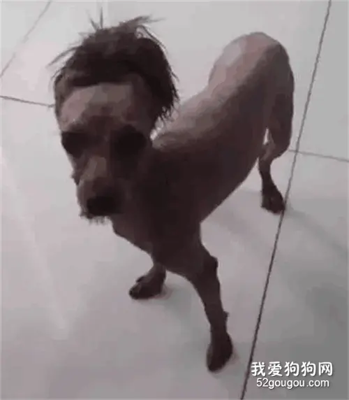 狗子下乡大变样，它亲妈可能都认不出来了...