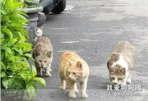 真的不要跟橘猫抢吃的，它会跟你拼命，连眼神都变了​！
