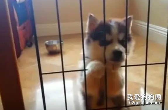 小哈士奇第一次学会嗷嗷地嚎：我很凶的！快放我出去！