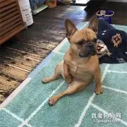 狗子喜欢偷偷做坏事，每次被抓到，它都吓到模糊，笑喷了！