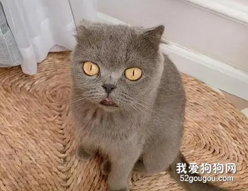主人问猫为什么把小猫宝宝叼到洗衣机里，结果它这表情，笑屎了！