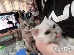 主人抱着其他猫，旁边的猫看到后直接就吃醋，发飙了！