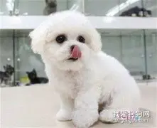 怎么挑选比熊幼犬?