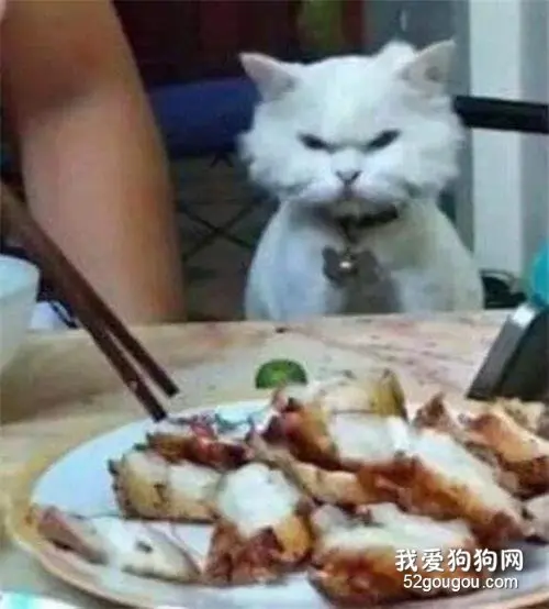 网友在吃饭还拍照，而边上猫的表情说明了一切，哈哈好凶！