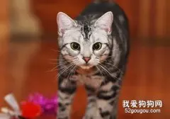 猫咪的爪子有什么作用?