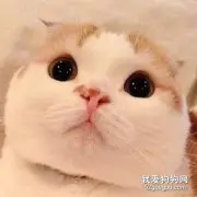 折耳猫耳朵是天生的吗?