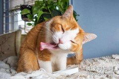为什么猫喜欢闻猫薄荷?