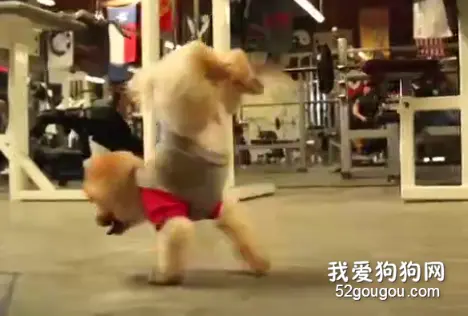 狗狗与主人一同健身，主人懂的汪也懂！