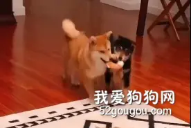 看看什么是双狗傍地走，走着走着就一起长大了！