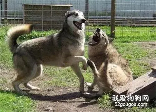 养狼后又带回只二哈，惨不忍睹...