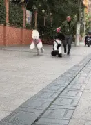 男子自从养了这2只狗，每天出门都是被拉着走，好心累！