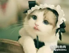 怎么给猫吃奶粉 猫奶粉怎么选择