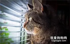 猫咪为什么会得黑下巴?