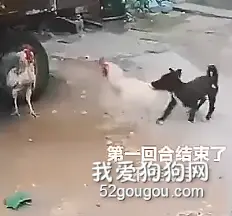 劝架是个技术活，来感受一下各路狗子劝架现场！