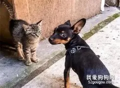 主人遛狗却被流浪猫盯上，天天去家门口蹲守：朕就要跟你玩！