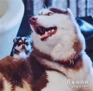 吉娃娃霍霍二哈，它们的娃竟然长这个样子...
