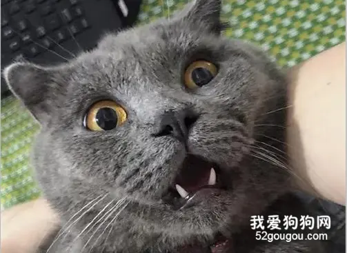 肥猫深夜趴到树上，结果下不来卡在中间，被救下来后这表情亮了！