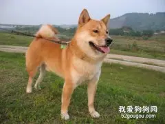 怎样挑选柴犬 新手主人必看