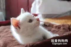 猫咪流口水的原因是什么?