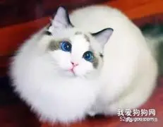 猫肾衰竭的症状有什么?