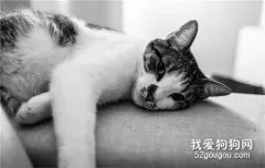 猫咪鼻尖变黑 背后原因大揭秘