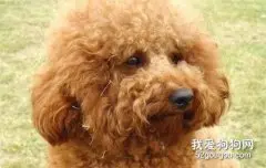 泰迪易患哪些疾病?