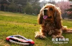 孕妇可以接种狂犬疫苗吗?