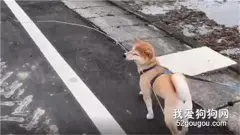 狗子不拆家，改行当樵夫了…