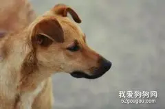 嗅觉那么强大的狗狗，为啥还会找不到家？