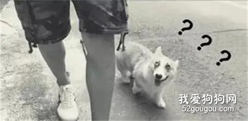 主人只顾玩手机，牵引绳脱落都不知道，柯基一脸问号的看着！