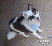 二哈和边牧居然生出方便面，基因变异？太可怕了！