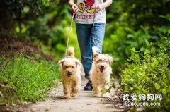 怎么防止狗狗走丢 这三招可以试试
