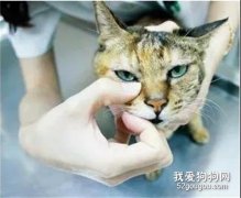 猫眼睛的分泌物怎么清理?