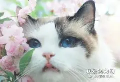 猫的眼睛有哪些颜色？