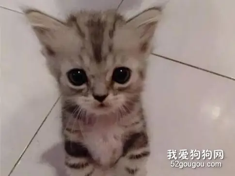 网友家的猫小时候这样讨吃的，长大后还是这样讨吃的，笑屎！